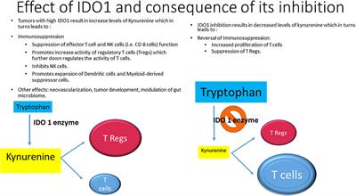 Updates in the Clinical Development of Epacadostat and Other Indoleamine 2,3-Dioxygenase 1 Inhibitors (IDO1) for Human Cancers